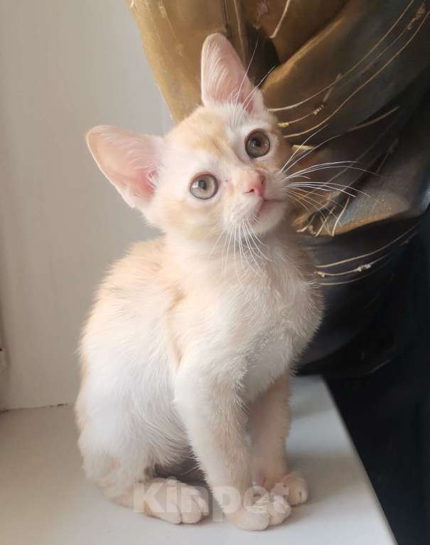 Кошки в Красноярске: Бурманский котик Мальчик, 35 000 руб. - фото 2