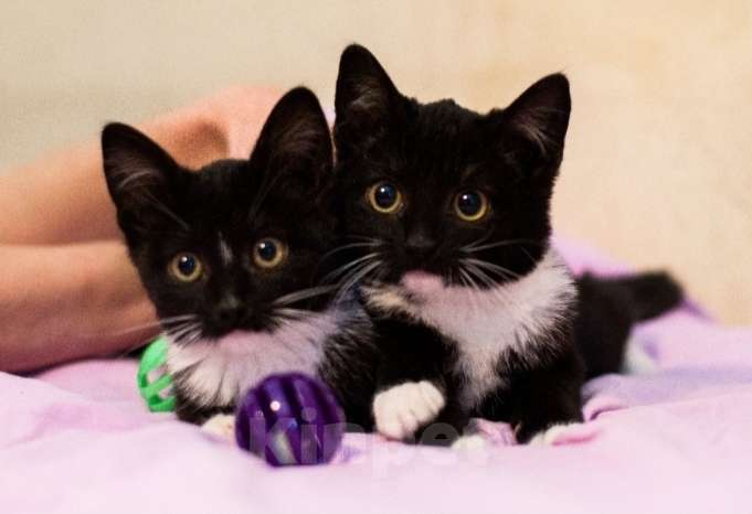Кошки в Москве: Маркизные ласковые котята в добрые руки Девочка, 1 руб. - фото 2