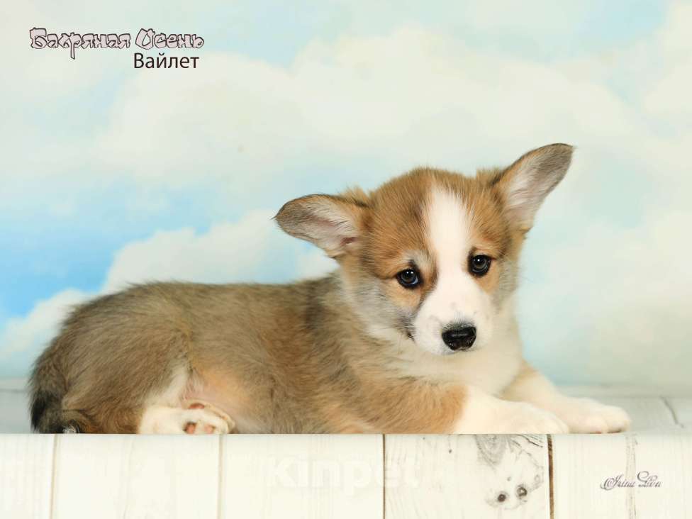 Собаки в других городах Московской области: Продается мальчик вельш корги пемброк Мальчик, 50 000 руб. - фото 1