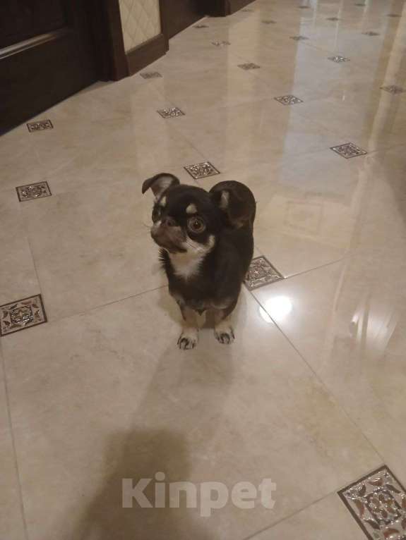 Собаки в Одинцово: Продам щенка чихуахуа Мальчик, 50 000 руб. - фото 4