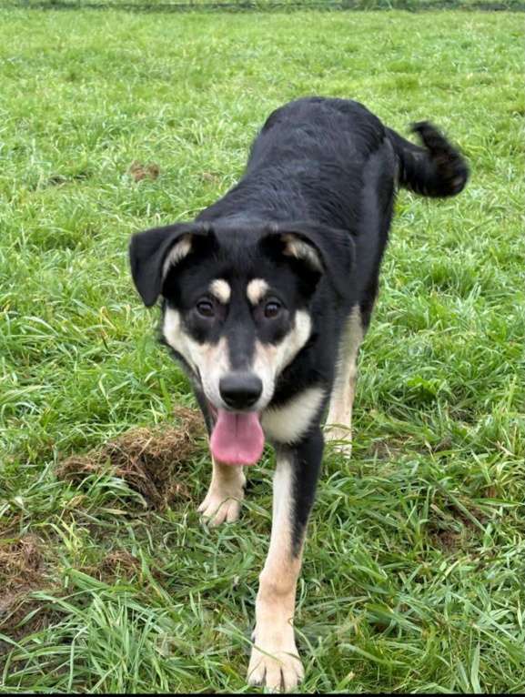 Собаки в Истре: Молодая красивая умная собака ищет дом и добрую семью Девочка, Бесплатно - фото 2