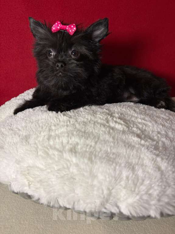 Собаки в Москве: Йоркширский  терьер  Девочка Девочка, 35 000 руб. - фото 1