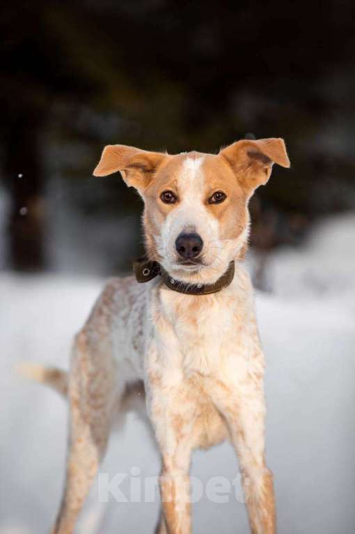 Собаки в других городах Московской области: Привет, я Сильвестр :) Мальчик, Бесплатно - фото 2
