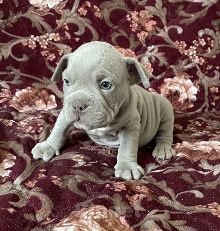 Собаки в Екатеринбурге: Американский булли, щенки Мальчик, 45 000 руб. - фото 1