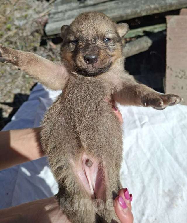 Собаки в других городах Московской области: Щенков хотят выбросить на помойку Мальчик, Бесплатно - фото 4