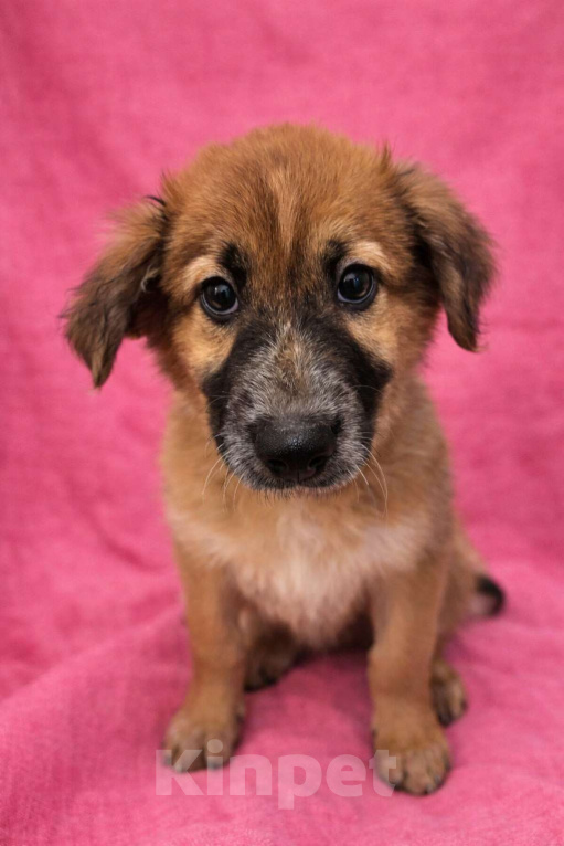 Собаки в Москве: Малышка Мия ищет дом Девочка, Бесплатно - фото 3