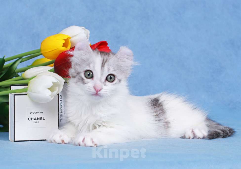 Кошки в Москве: Американский кёрл Девочка, Бесплатно - фото 2