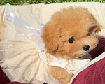 Собаки в Москве: Мальтипу Микро с Кукольной 😍 Baby-face Девочка, 230 000 руб. - фото 4