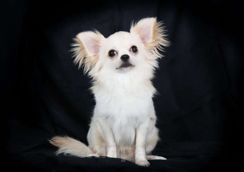 Собаки в Люберцах: Чихуахуа крем Мальчик, 90 000 руб. - фото 2