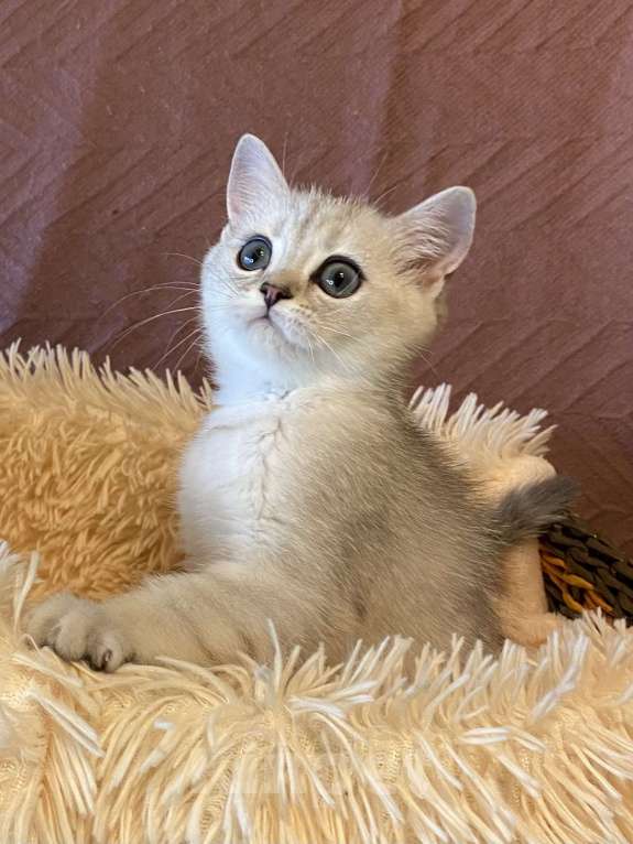 Кошки в Москве: Обаяшка Девочка, 25 000 руб. - фото 2