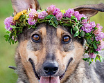 Собаки в Солнечногорске: Собака-улыбка из приюта в добрые руки Девочка, Бесплатно - фото 8