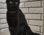 Кошки в Энгельс: Котенок мейн кун Мальчик, 45 000 руб. - фото 5