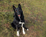 Собаки в Зеленограде: Север в добрые руки Мальчик, Бесплатно - фото 4
