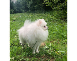 Собаки в Санкт-Петербурге: Кобель для вязки померанский шпиц белый Мальчик, 15 000 руб. - фото 1