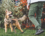 Собаки в Подольске: Нита веселая собачка ищет дом. Девочка, Бесплатно - фото 2