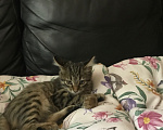 Кошки в Ростове-на-Дону: Котята. Мальчик и девочка. Девочка, Бесплатно - фото 2