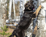 Собаки в других городах Московской области: Собаки щенки немецкой овчарки рабочего разведения Девочка, 80 000 руб. - фото 5