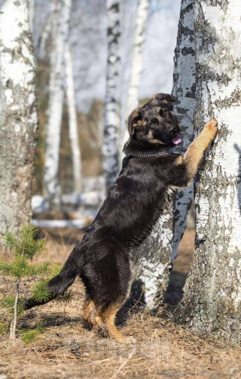 Собаки в других городах Московской области: Собаки щенки немецкой овчарки рабочего разведения Девочка, 80 000 руб. - фото 5