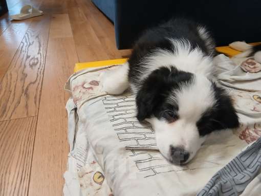 Собаки в Москве: Девочка (сука) бордер-колли: самая ласковая и умная Девочка, 110 000 руб. - фото 10