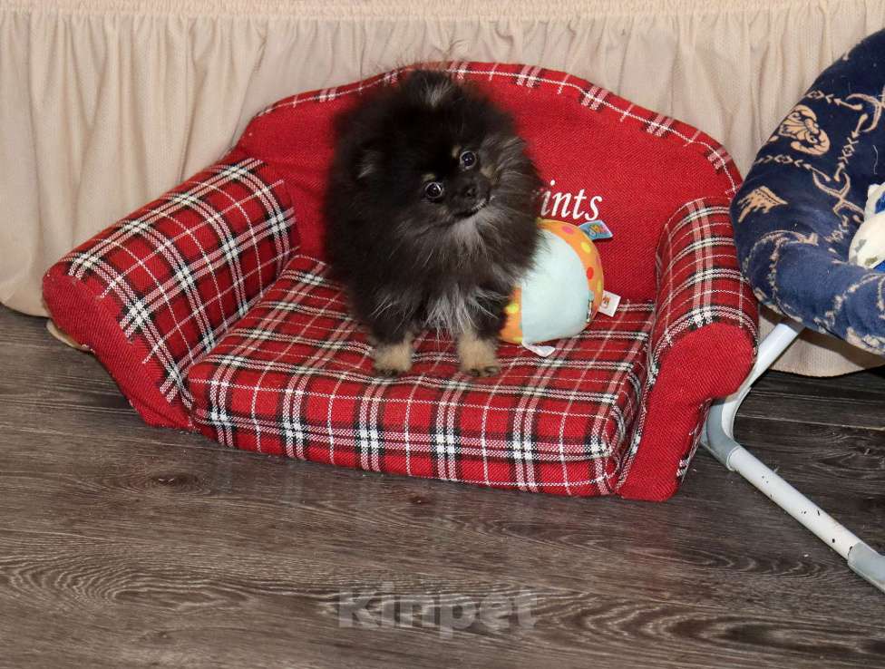 Собаки в Москве: самая ЯРКАЯ девочка шпица Девочка, 55 000 руб. - фото 2