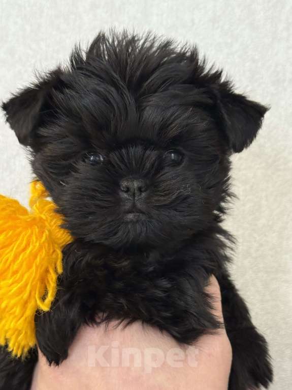 Собаки в Санкт-Петербурге: АФФЕНПИНЧЕР девочка  Девочка, 250 000 руб. - фото 3