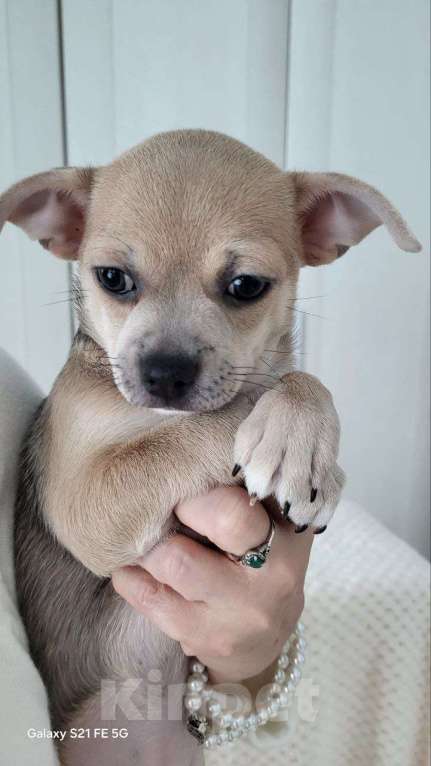 Собаки в Москве: Чихуахуа девочка крупная Девочка, 45 000 руб. - фото 9