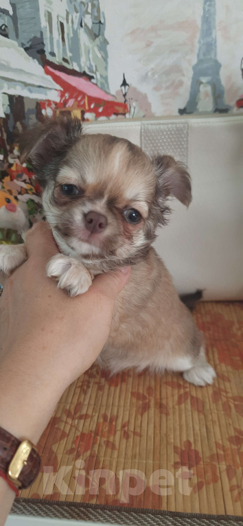 Собаки в Москве: Оыженький мальчик чихуахуа Мальчик, 25 000 руб. - фото 6