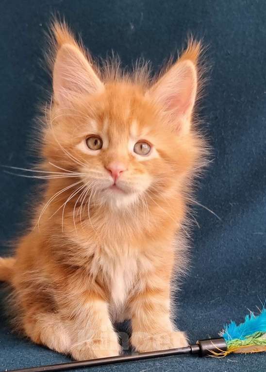 Кошки в Санкт-Петербурге: котенок мейн кун Мальчик, Бесплатно - фото 1