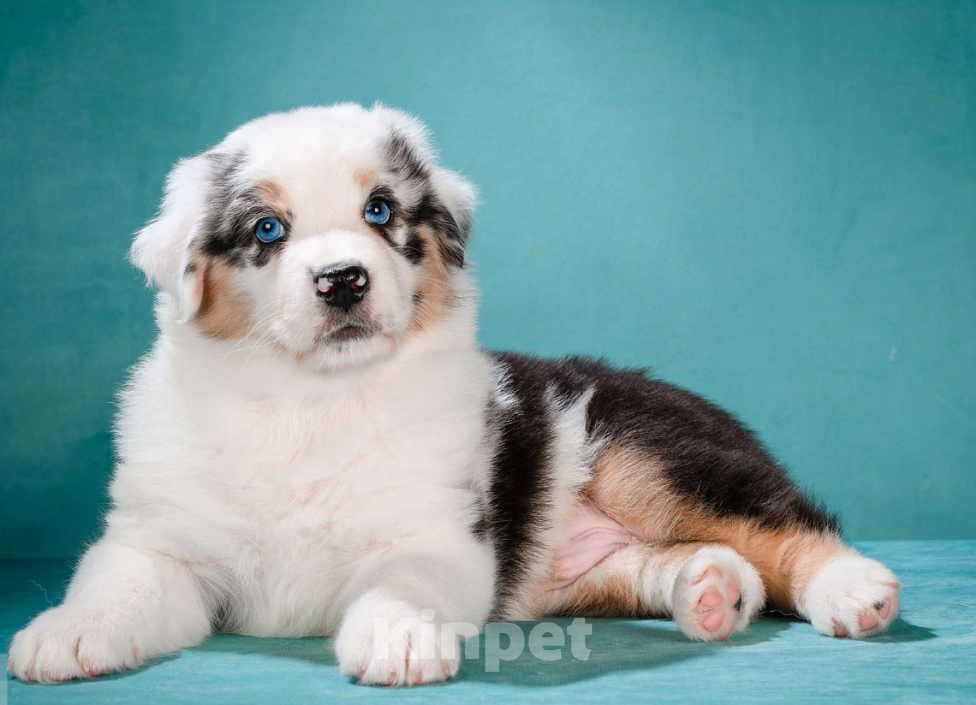 Собаки в других городах Московской области: Австралийская овчарка, аусси Мальчик, 150 000 руб. - фото 3
