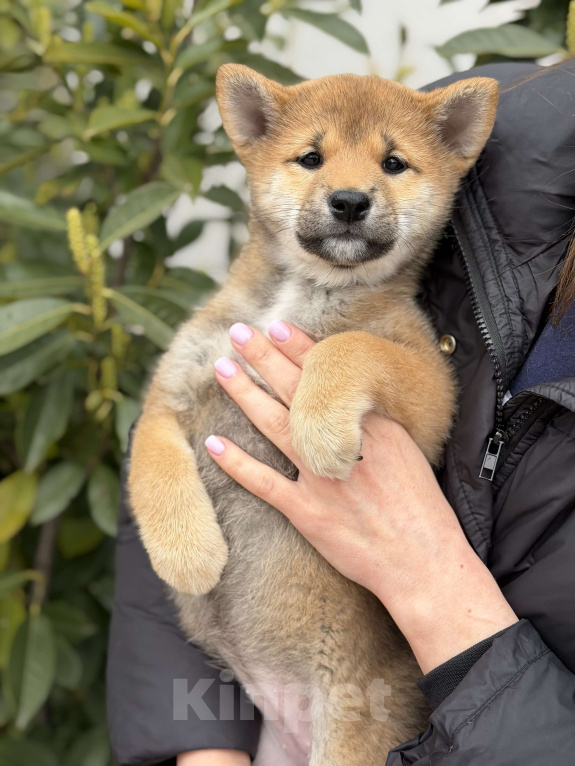 Собаки в Севастополе: Сиба-ину щенок девочка Девочка, 60 000 руб. - фото 8