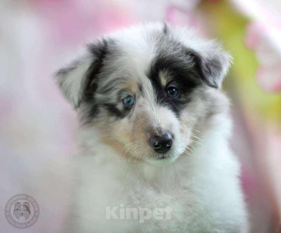 Собаки в Москве: Кобель шелти Мальчик, Бесплатно - фото 1