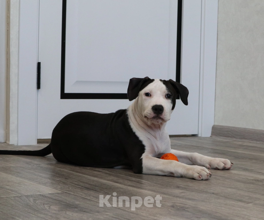 Собаки в Москве: Малышка Девочка, 50 000 руб. - фото 2