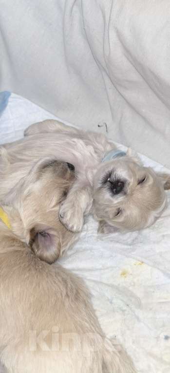 Собаки в Тюмени: Мальтипу f1 Девочка, 90 000 руб. - фото 9