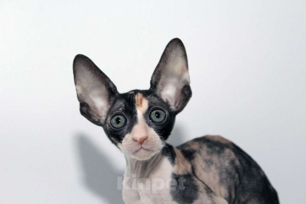 Кошки в Москве: котята из питомника Корнелита Девочка, 80 000 руб. - фото 4