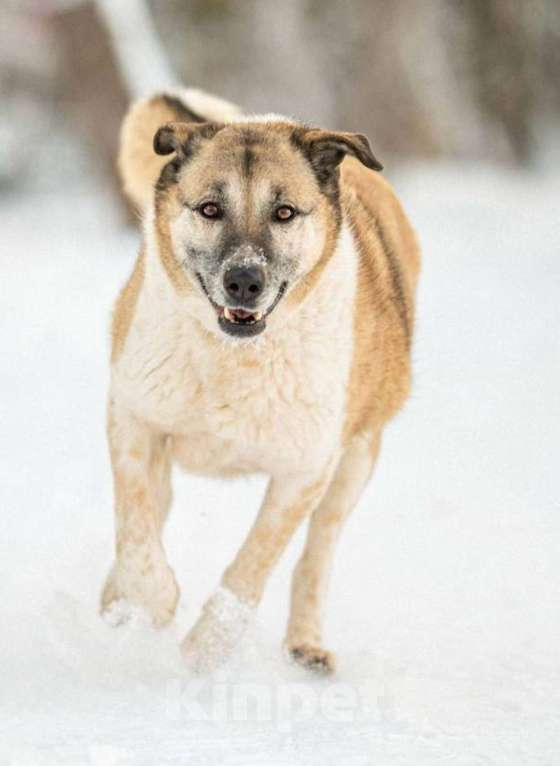 Кошки в других городах Московской области: Юта 7 лет ищет своих людей 💛 Девочка, Бесплатно - фото 2