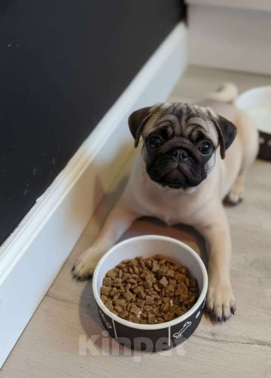 Собаки в Москве: Шагар Шервуд Мальчик, 85 000 руб. - фото 2