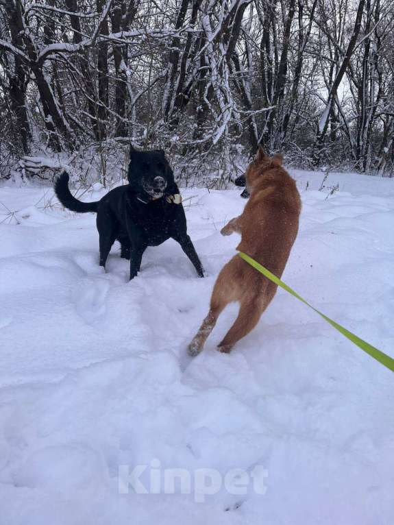 Собаки в Москве: Щенок Кефир ищет дом! Мальчик, Бесплатно - фото 10