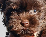 Собаки в Москве: Мини мальчик Мальчик, Бесплатно - фото 1