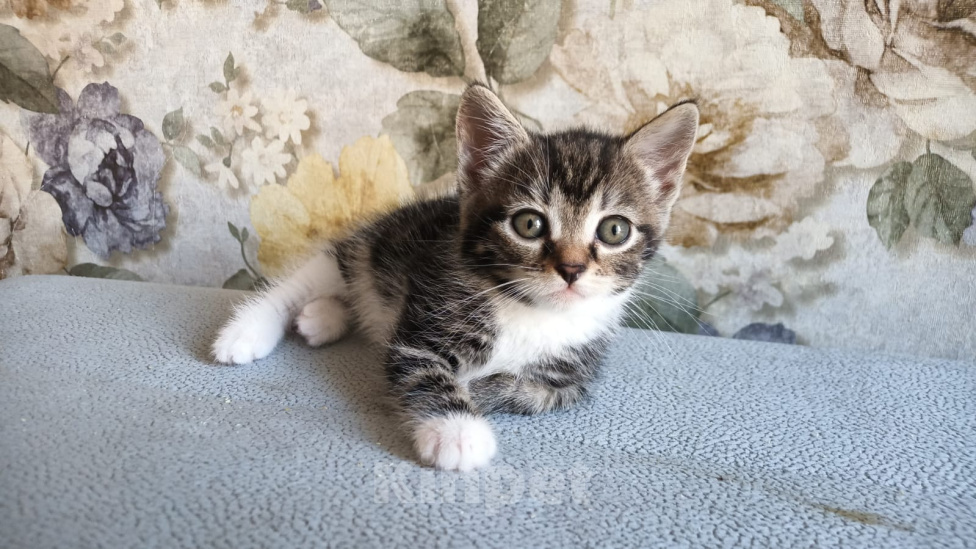 Кошки в Санкт-Петербурге: Котенок ищет свой дом Девочка, 100 руб. - фото 2