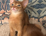Кошки в Москве: Абиссинский котенок Девочка, 45 000 руб. - фото 4