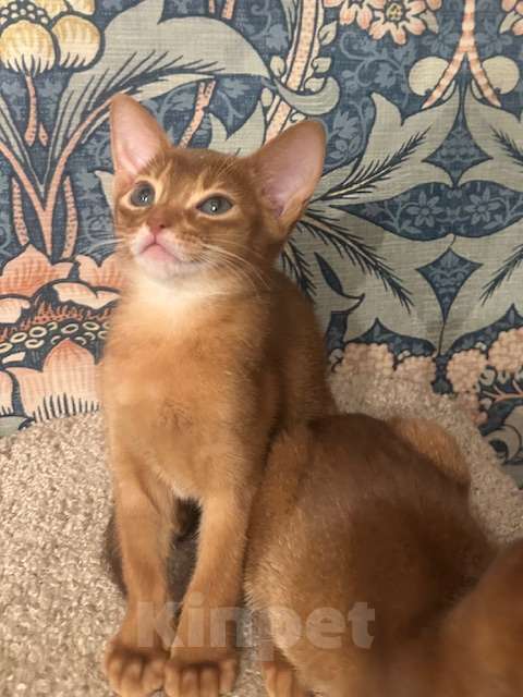 Кошки в Москве: Абиссинский котенок Девочка, 45 000 руб. - фото 4
