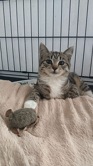 Котёнок в добрые руки