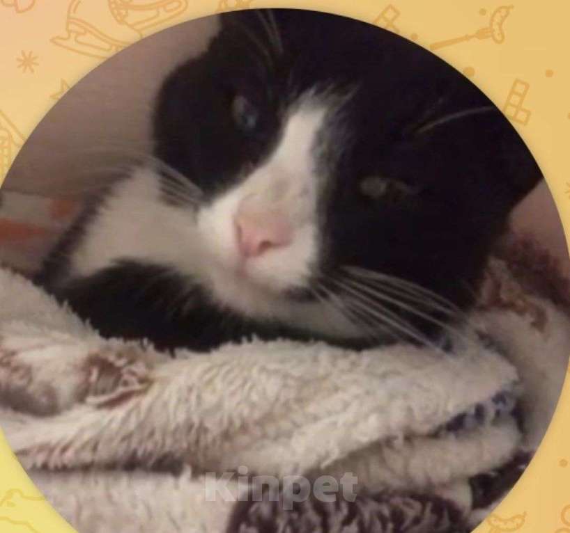 Кошки в Новосибирске: помогите найти мальчика Мальчик, 1 000 руб. - фото 2