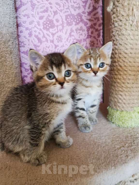 Кошки в Москве: Британские котята  Мальчик, 10 000 руб. - фото 2