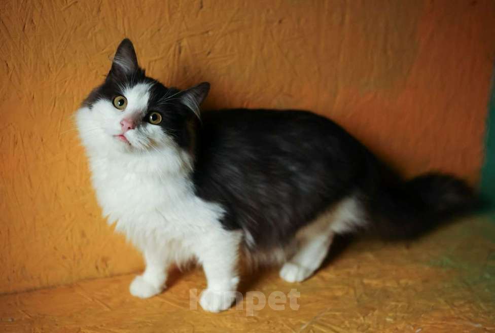 Кошки в других городах Московской области: Томик ищет дом Мальчик, Бесплатно - фото 1