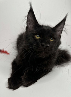 Мейн-кун котенок