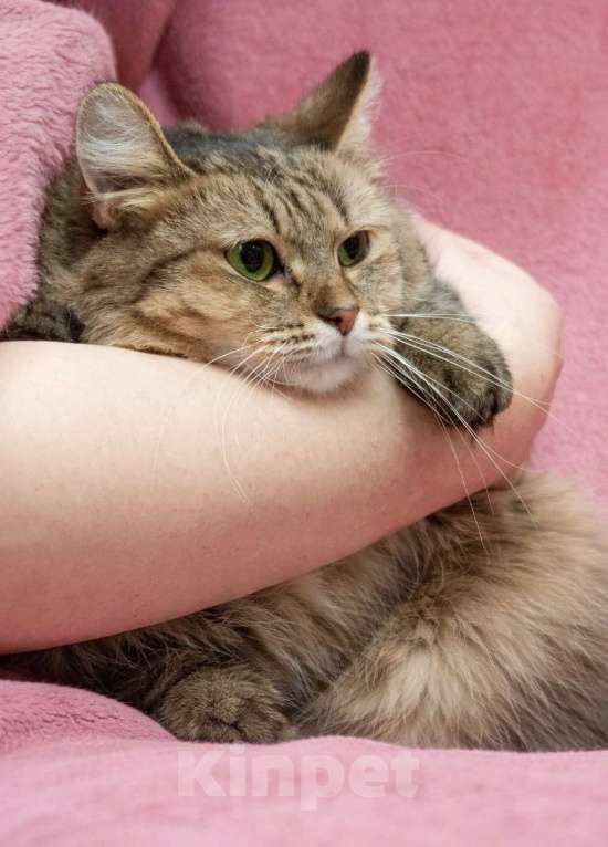 Кошки в Москве: Кошечка Белка ищет дом Девочка, Бесплатно - фото 3