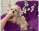 Собаки в Москве: Йорк мини девочка золотая игривая Девочка, 70 000 руб. - фото 7