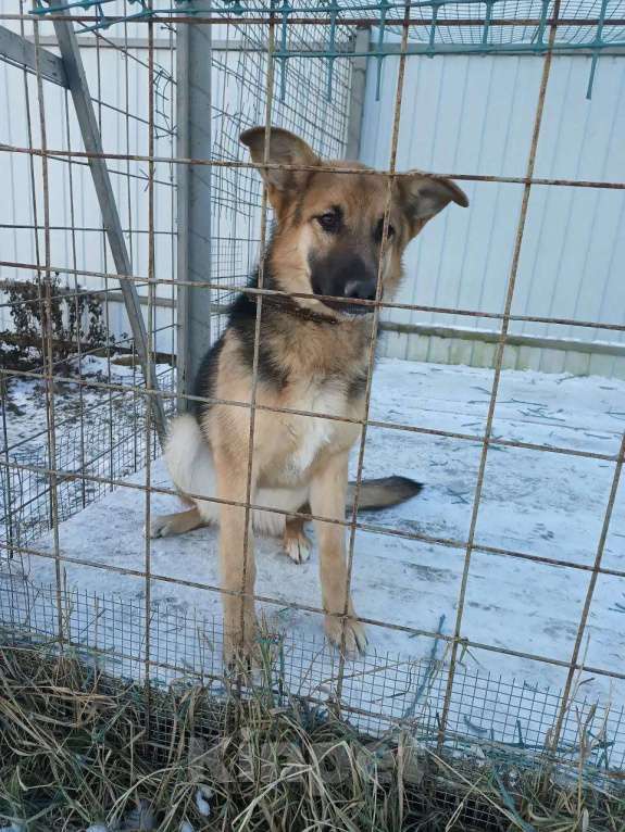 Собаки в других городах Московской области: Немецкая овчарка, щенок Мальчик, Бесплатно - фото 8