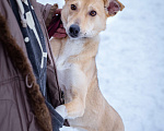 Собаки в Солнечногорске: Собака-мечта в поисках дома! Девочка, Бесплатно - фото 4